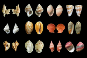 image de coquillages divers évoquant l'évolution